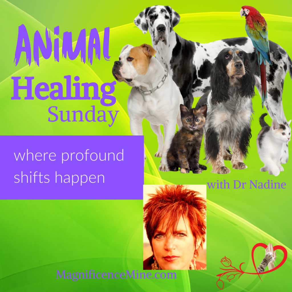 Animal HEALING Sunday event