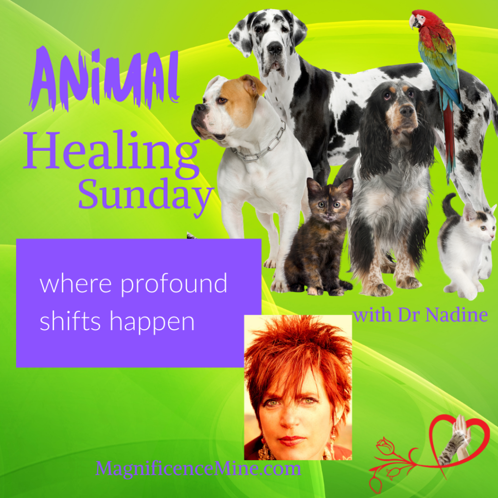 ANIMAL HEALING Sunday - 28 April